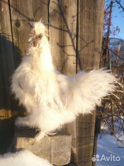 Шëлковый петух