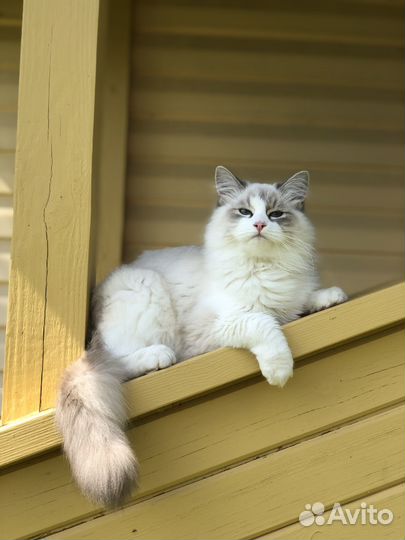 Невская маскарадная (кошечка с документами)