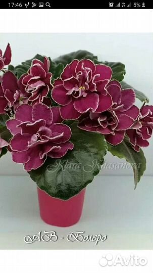 Сортовые фиалки