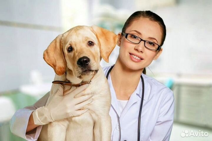 Льготная стерилизация/кастрация кошек