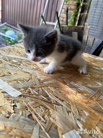 Котята в добрые руки даром