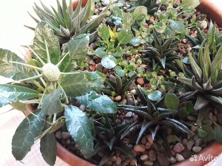 Продам алое, суккуленты