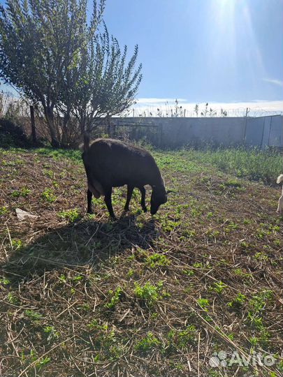 Дойные козы