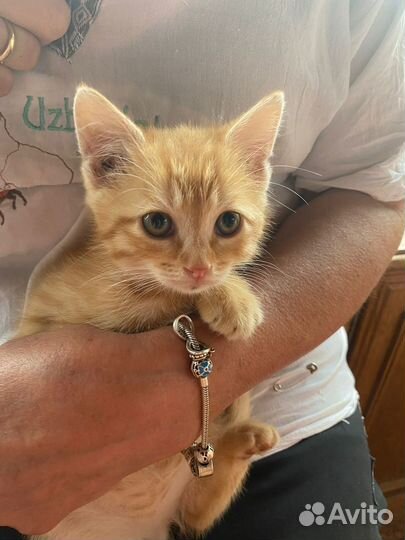 Рыжий котенок в добрые руки бесплатно