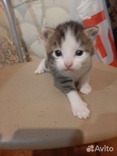 Кошки в добрые руки бесплатно