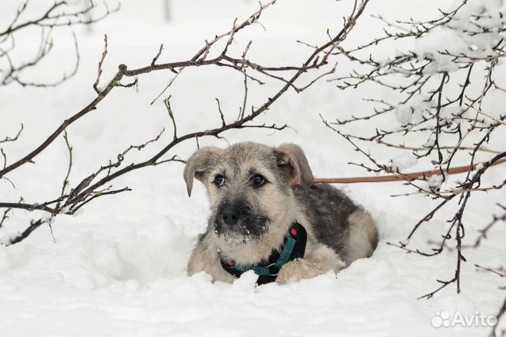 Фиона щенок бесплатно