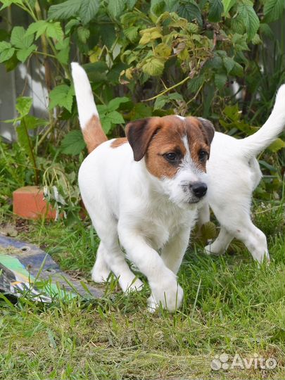 Щенок джек рассел терьера
