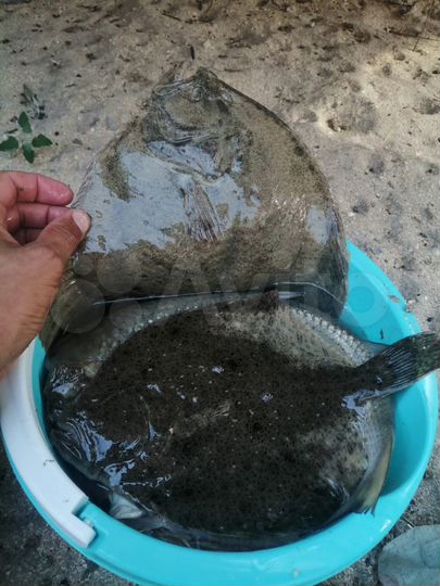 Участок 80 сот. (ИЖС)