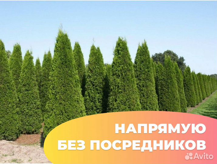Туя смарагд с доставкой на участок