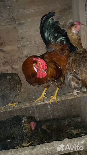 Куры петухи