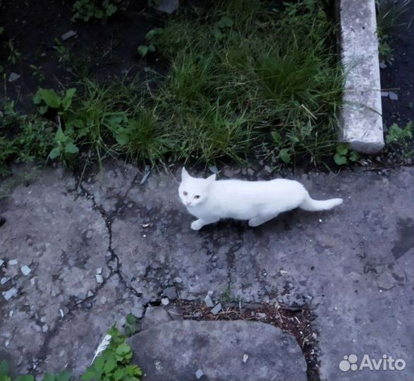 Кошки в добрые руки бесплатно
