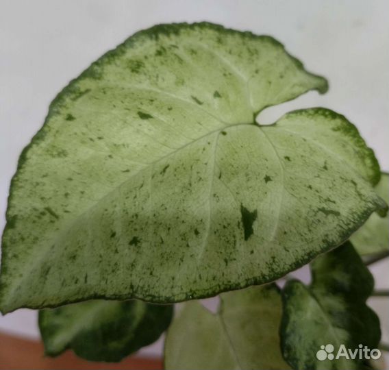 Сингониум Фриклес / веснушки