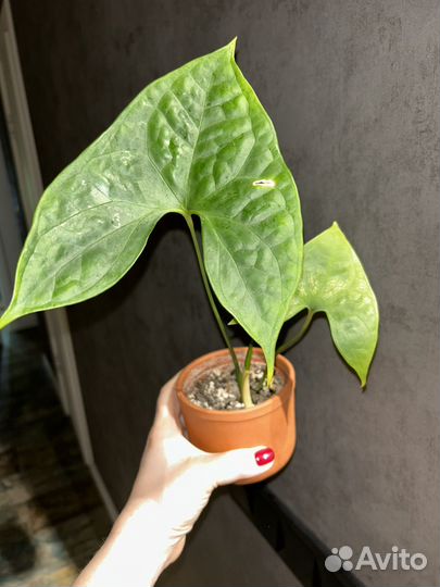 Нефтитис Nephthytis