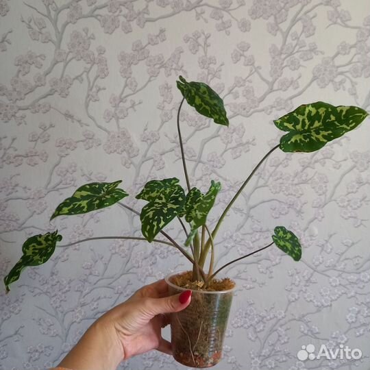 Алоказия хило бьюти
