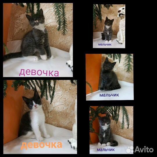 Котят в Добрые руки