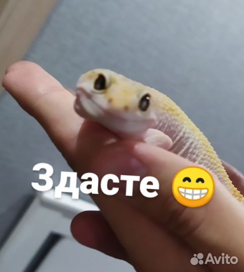 Передержка животных:кошки, собаки, птицы,грызуны