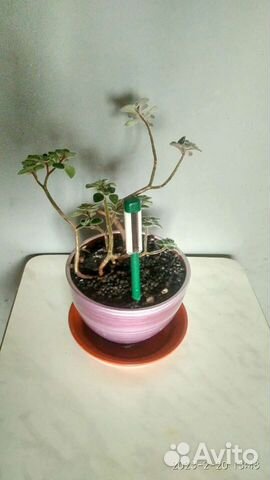 Комнатные растения