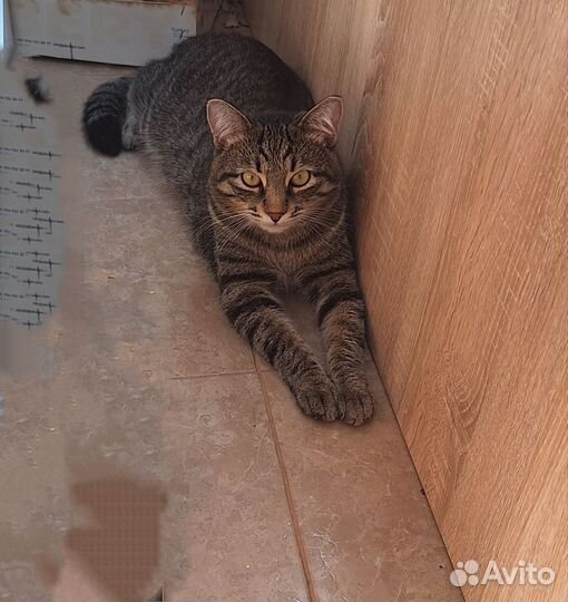 Кот