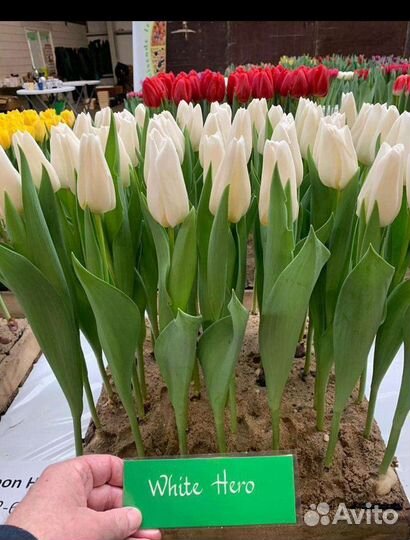Луковица тюльпанов оптом 12;14+для выгонки