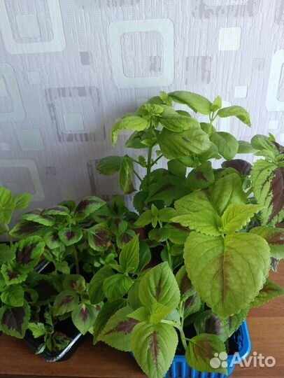 Комнатные растения