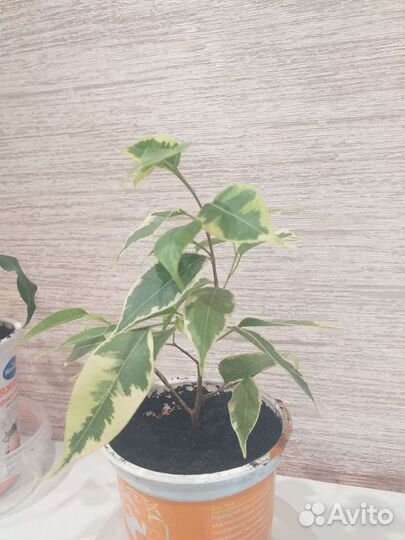 Фикус бенджамина