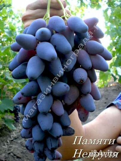 Саженцы винограда