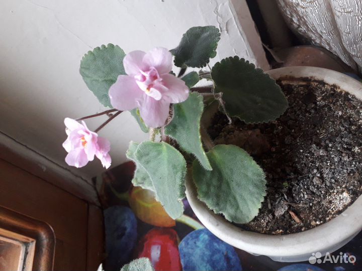 Фиалки в горшках