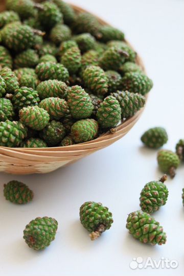 Сосновые шишки молодые в вакууме Предзаказ