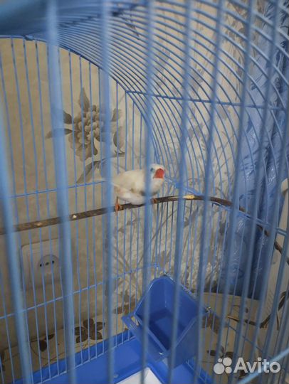 Зебровые амадины (самец)