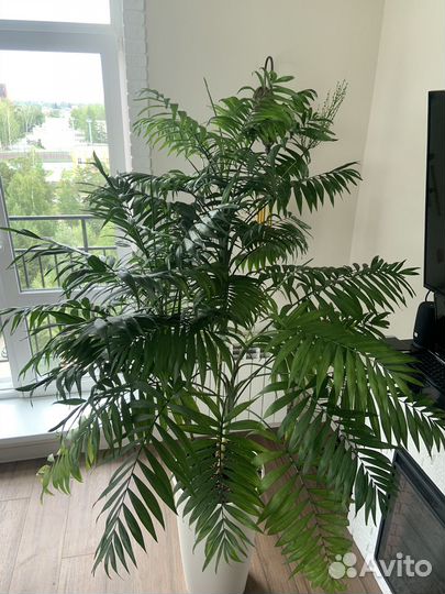 Хамедорея цветы в горшке