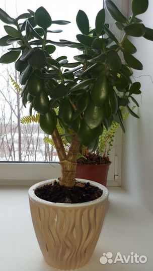 Драцена, толстянка