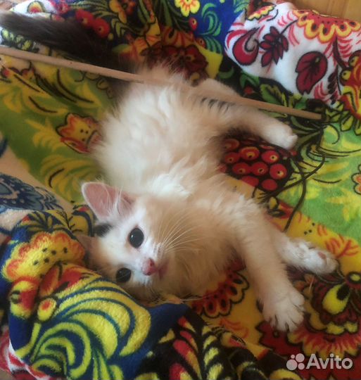 Котенок в добрые руки