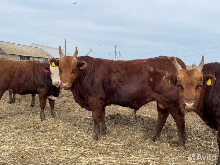 Быки на племя