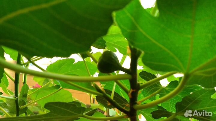 Саженцы инжира