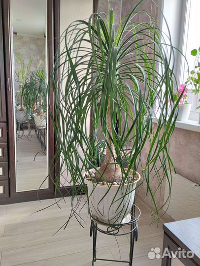 Бутылочное дерево нолина