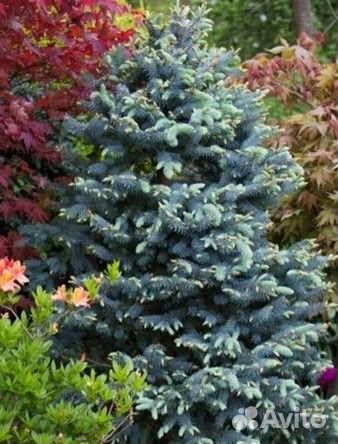 Семена голубой ели Рио Гранде