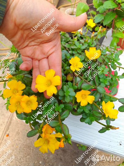 Портулак ампельный растения однолетнии