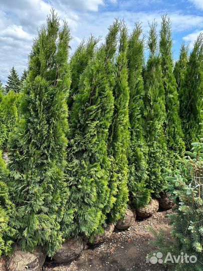 Туя смарагд 160-180 см
