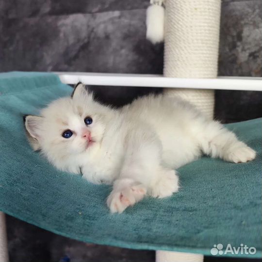 Kompot, мальчик рэгдолл с родословной