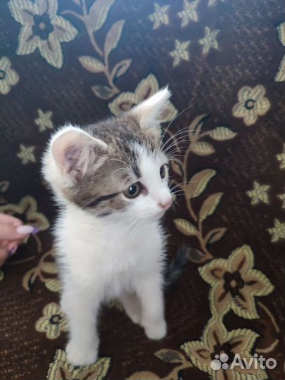 Кошка в дар бесплатно