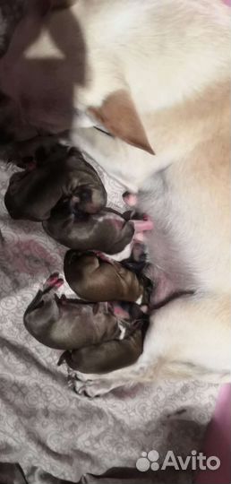 Чихуа мини. Вязка