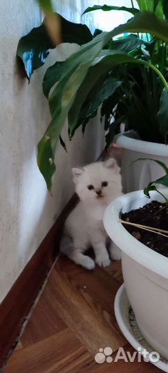 Котята продаются