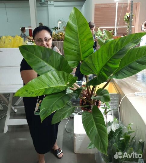 Редкие филодендроны