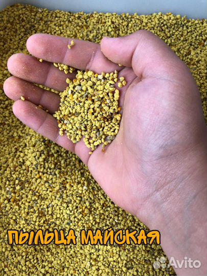 Пыльца пчелиная май 2023 г, перга