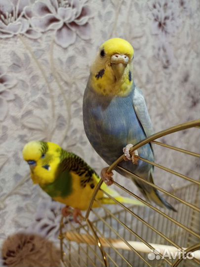 Птенцы волнистого попугая