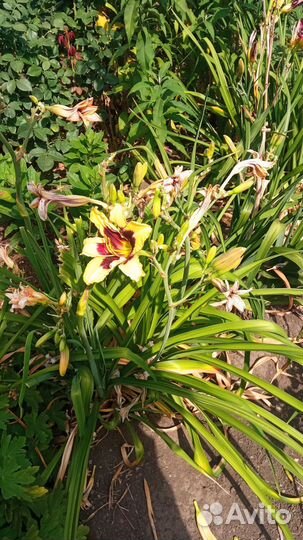 Сортовые лилейники