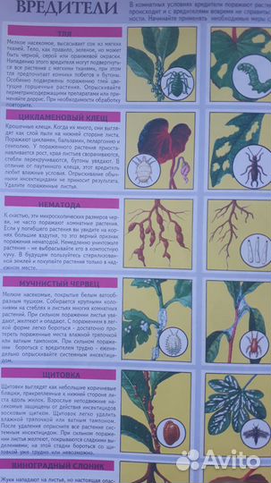 Д-р Д. Г. Хессайон. Всё о комнатных растениях