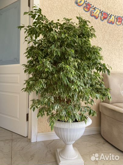 Фикус бенджамина большой