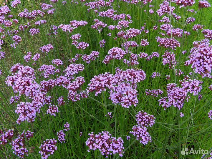 Вербена бонарская семена