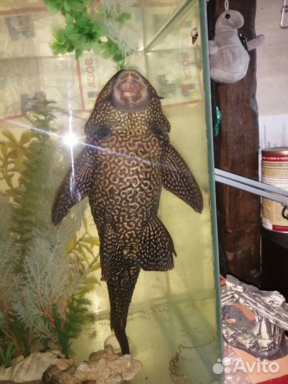 Сом чистильщик парчовый птеригоплихт 36-40 см